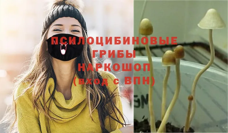 где продают   Нестеров  Псилоцибиновые грибы Psilocybe 